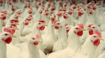 تفاوت الأسعار.. رئيس شعبة الجيزة يكشف كواليس تحديد قيمة الدواجن بالأسواق المحلية